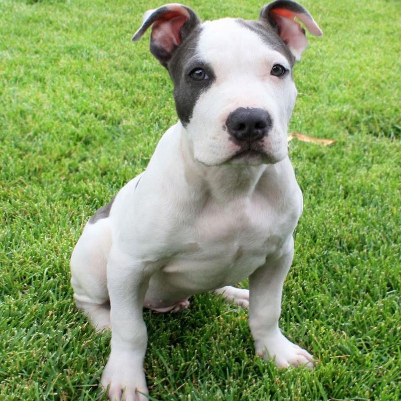 Pit Bull Terrier