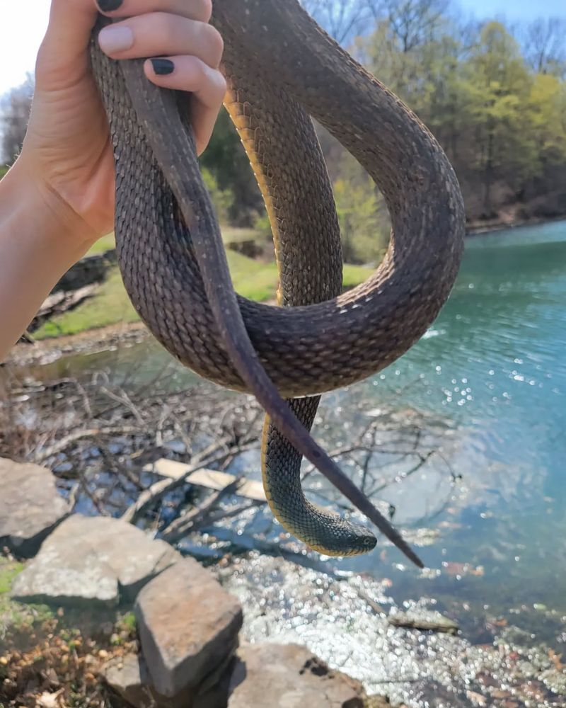 Plain-bellied Water Snake