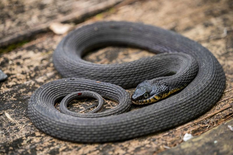 Plain-bellied Water Snake