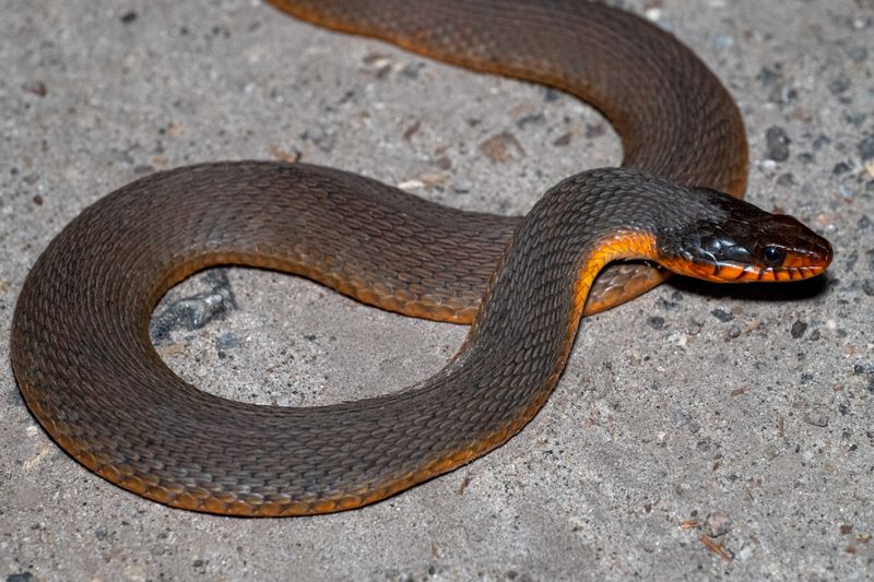 Plain-bellied Water Snake (Nerodia erythrogaster)