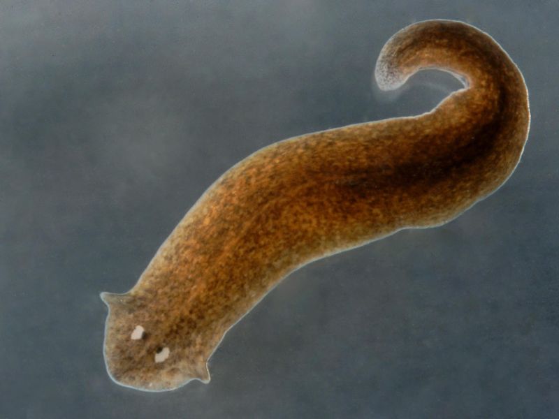 Planarian