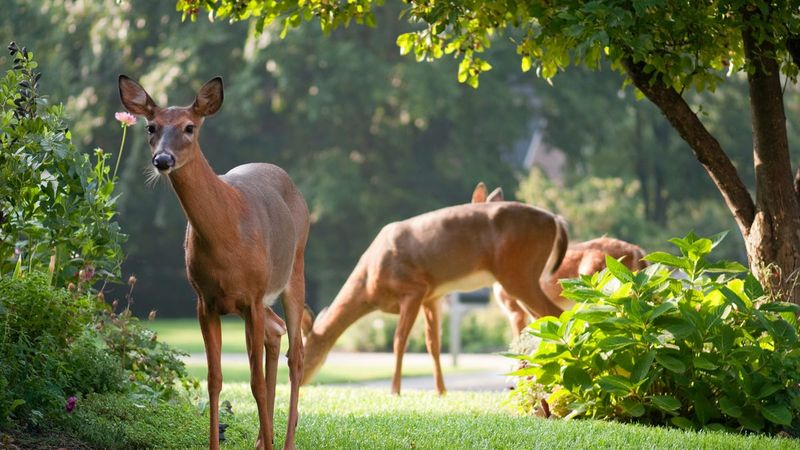 Plant Deer-Friendly Vegetation