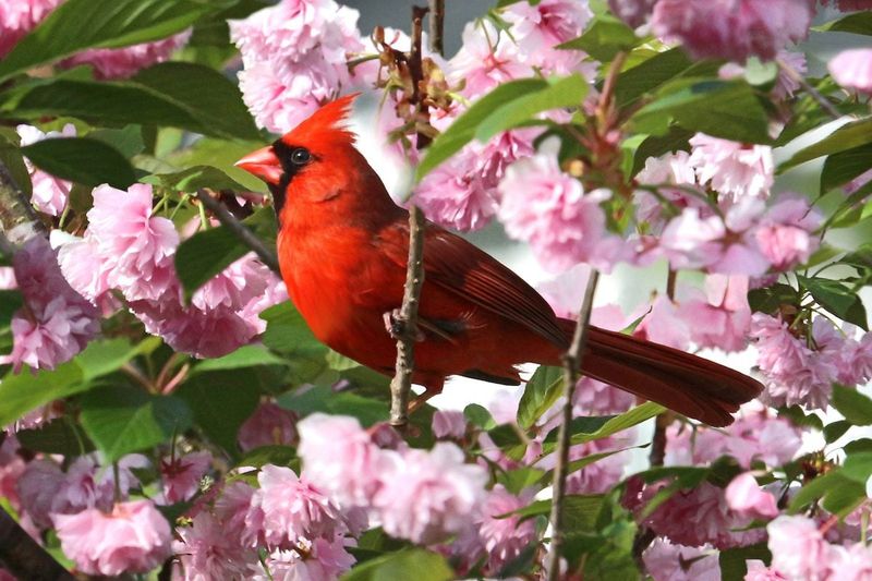 Plant Native Trees and Shrubs