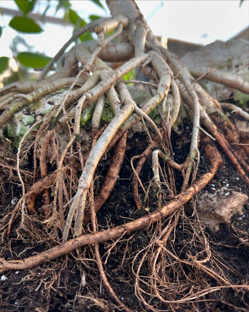 Plant Roots