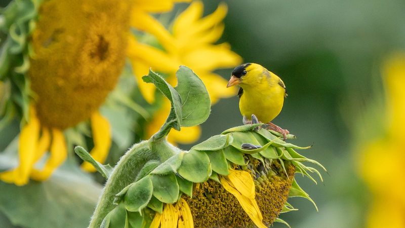 Plant Sunflowers