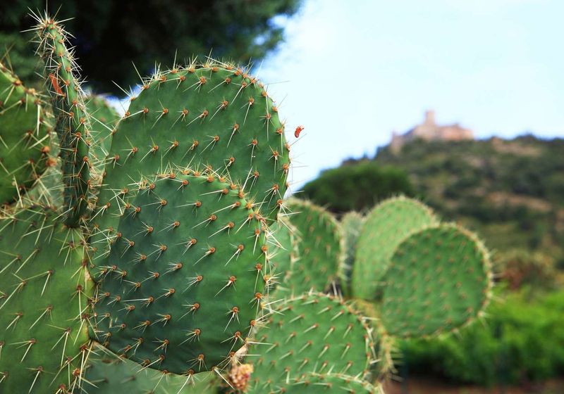 Plant Thorny Bushes