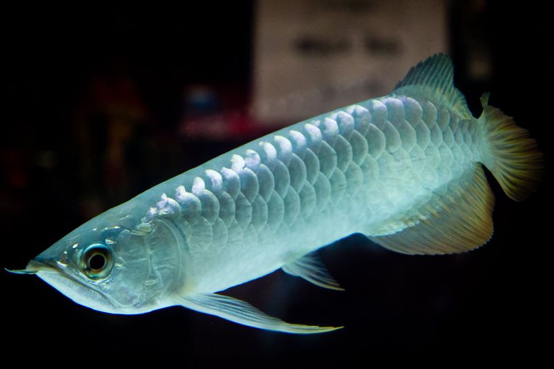 Platinum Arowana