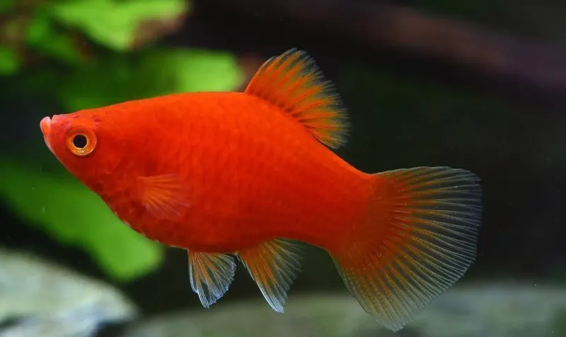 Platy Fish