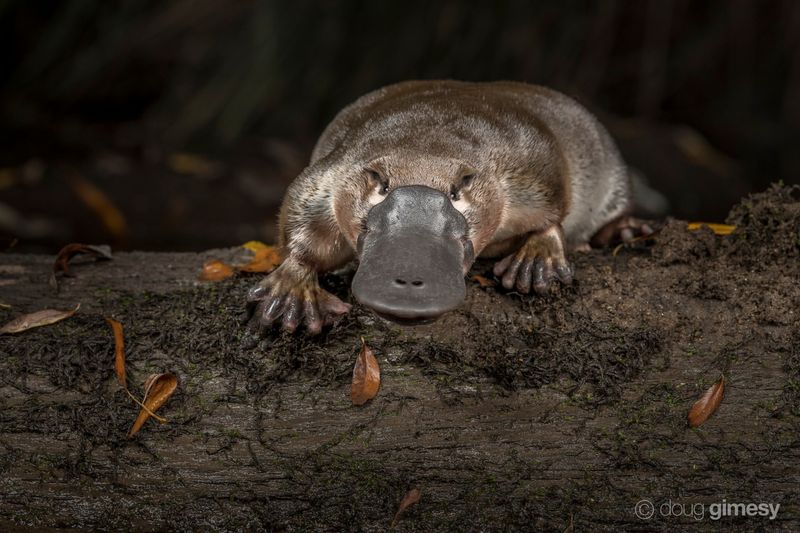 Platypus