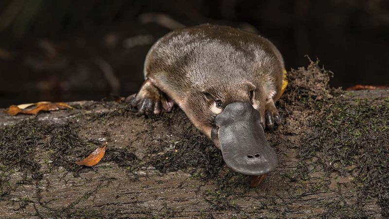 Platypus