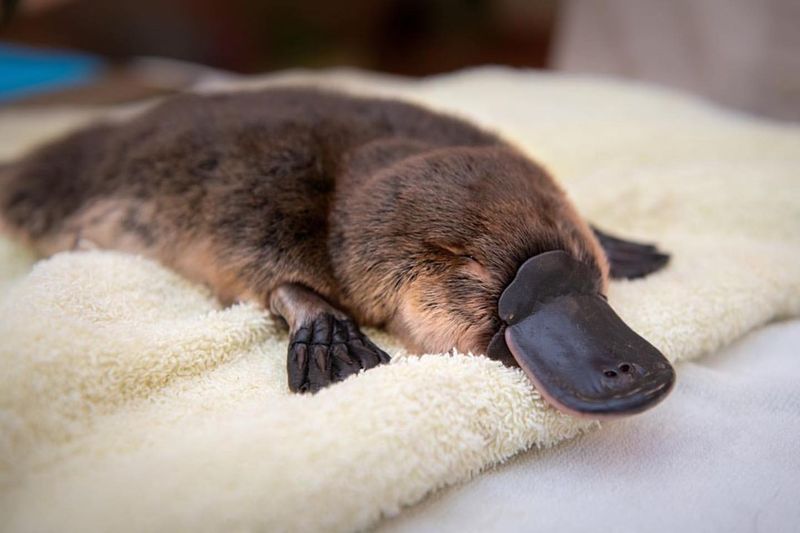 Platypus