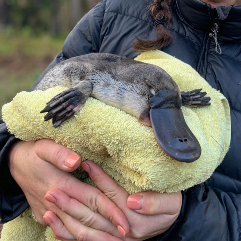 Platypus Electroreception