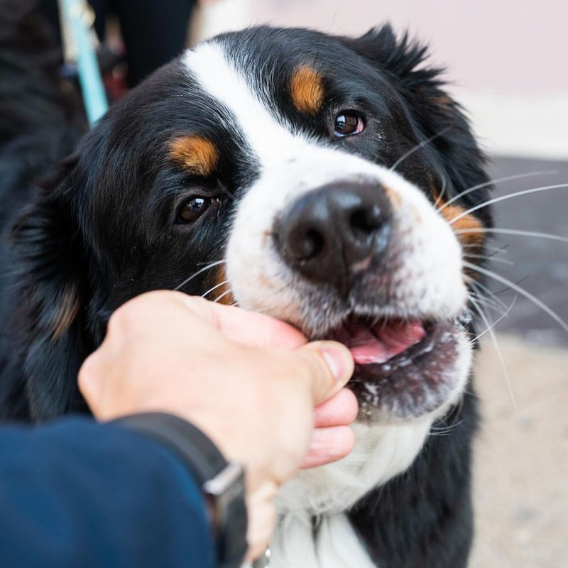 Playful Biting or Nibbling