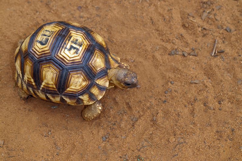 Ploughshare Tortoise