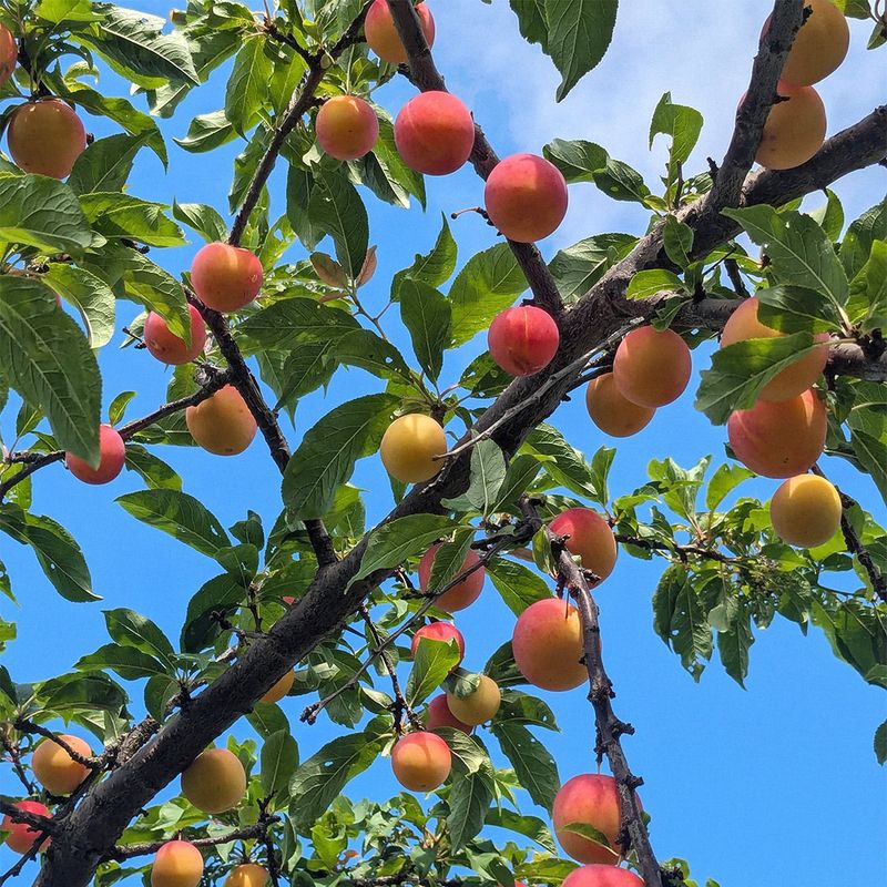 Plum Tree