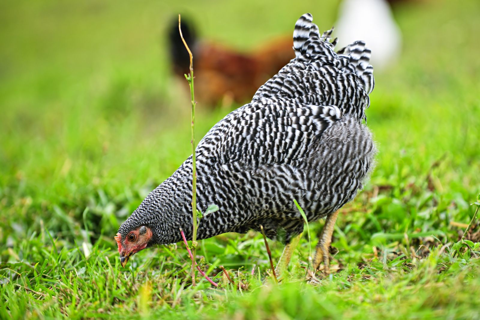 Plymouth Rock chicken