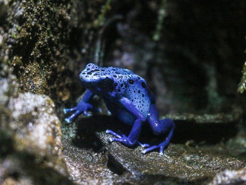 Poison Dart Frog