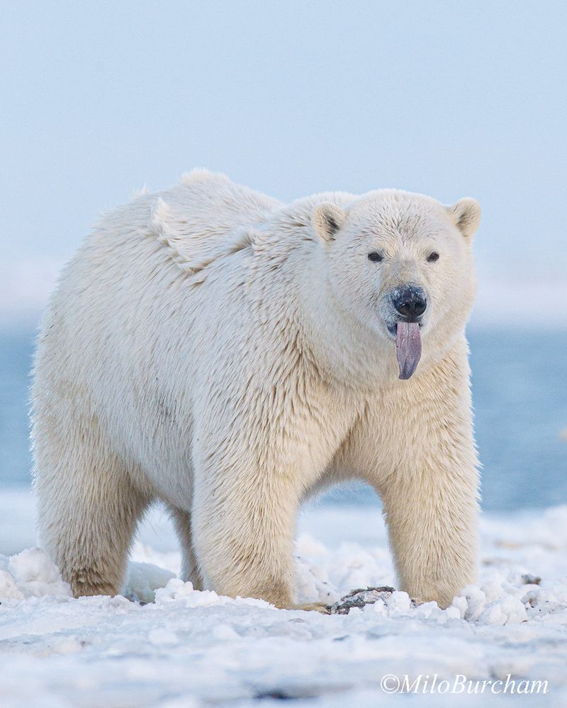 Polar Bear