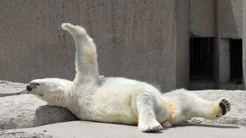 Polar Bear