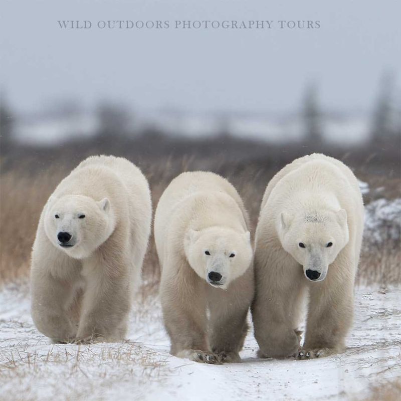 Polar Bear Adaptations