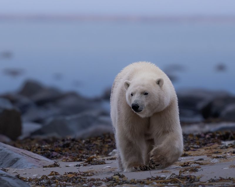 Polar Bear Behavior