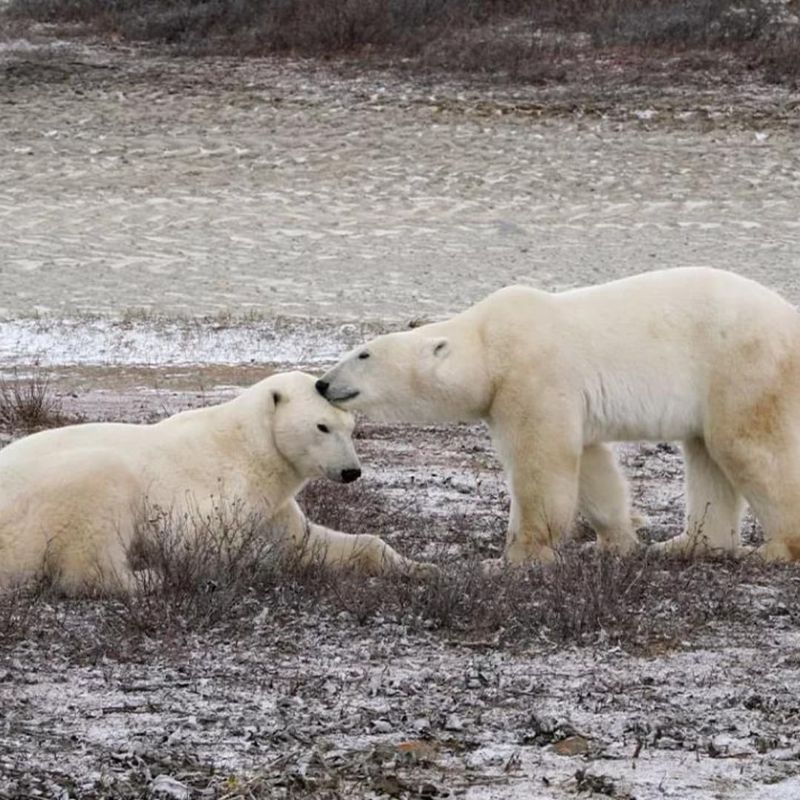 Polar Bear Climate Impact