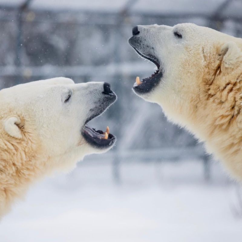 Polar Bear Communication