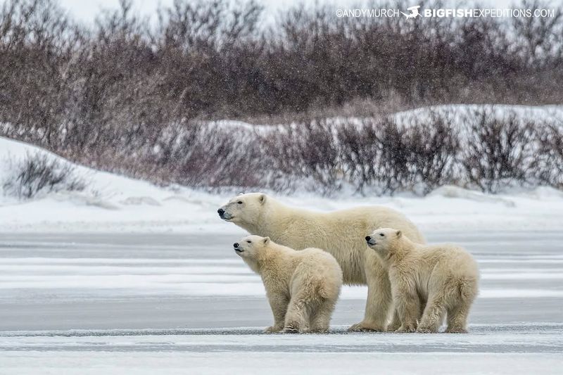 Polar Bear Conservation Efforts