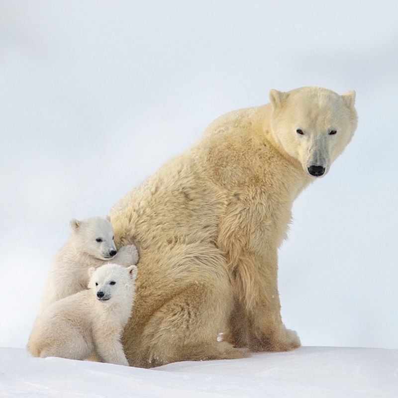 Polar Bear Cubs