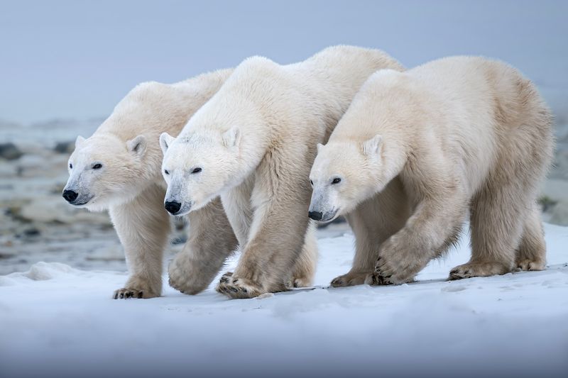 Polar Bear Cultural Significance