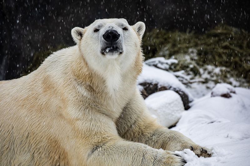 Polar Bear Diet