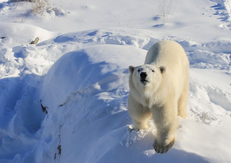 Polar Bear Habitat