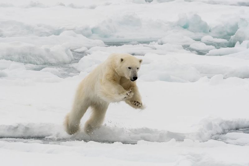 Polar Bear Hunting Skills