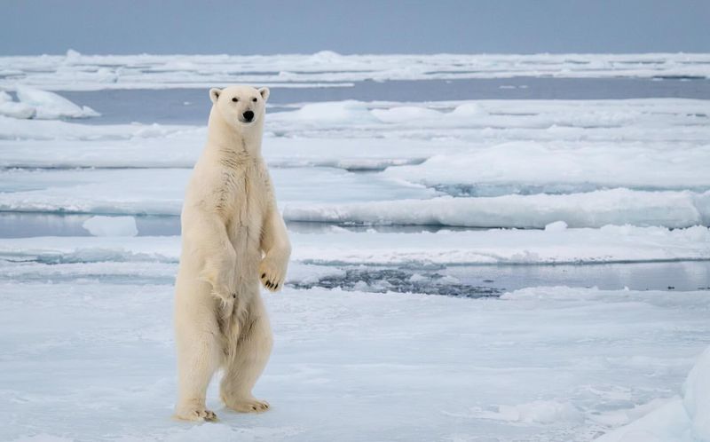 Polar Bear Intelligence