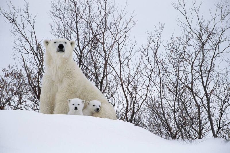 Polar Bear Interaction with Humans