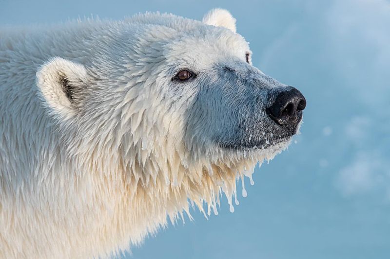 Polar Bear Lifespan