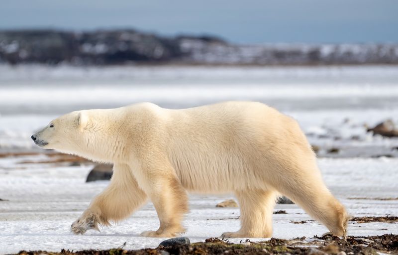 Polar Bear Migration