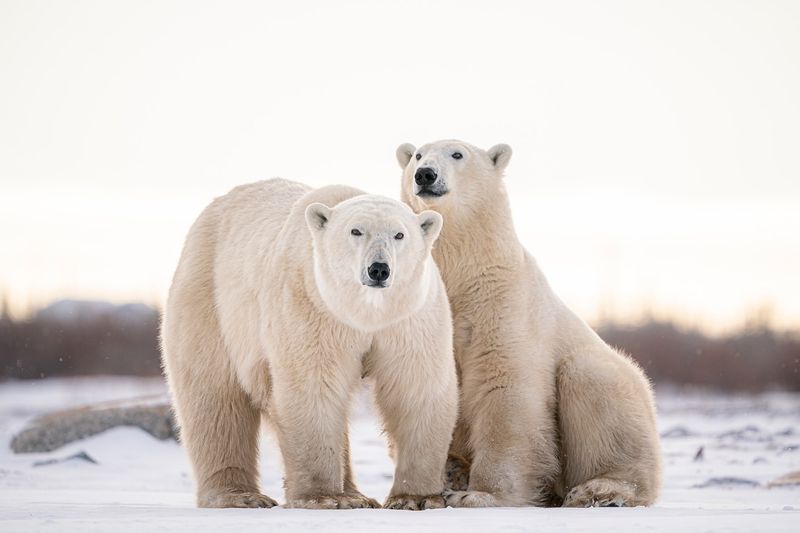 Polar Bear Physiology