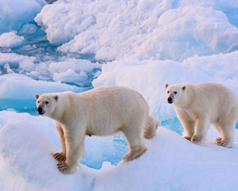 Polar Bear Population