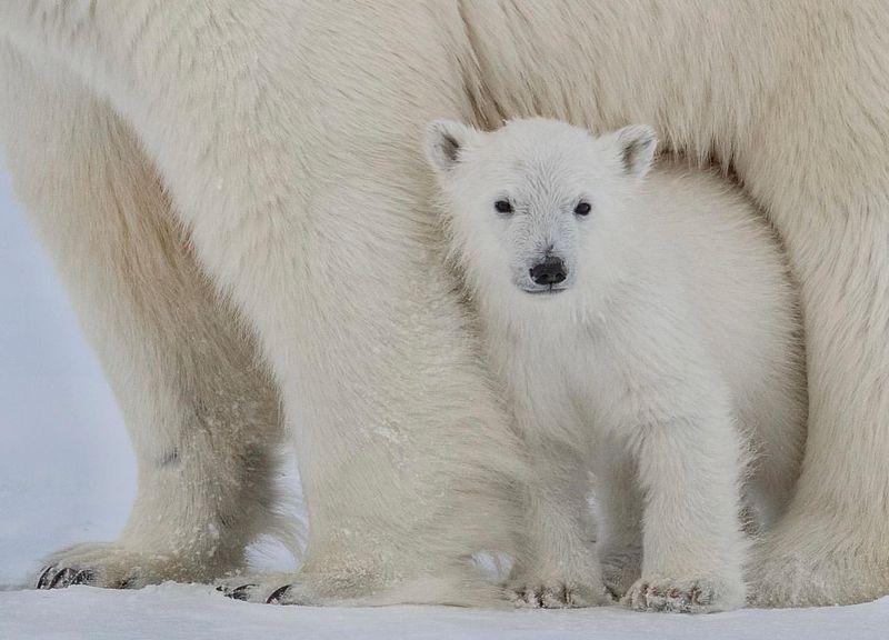 Polar Bear Reproduction