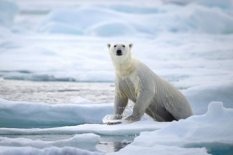 Polar Bear Threats