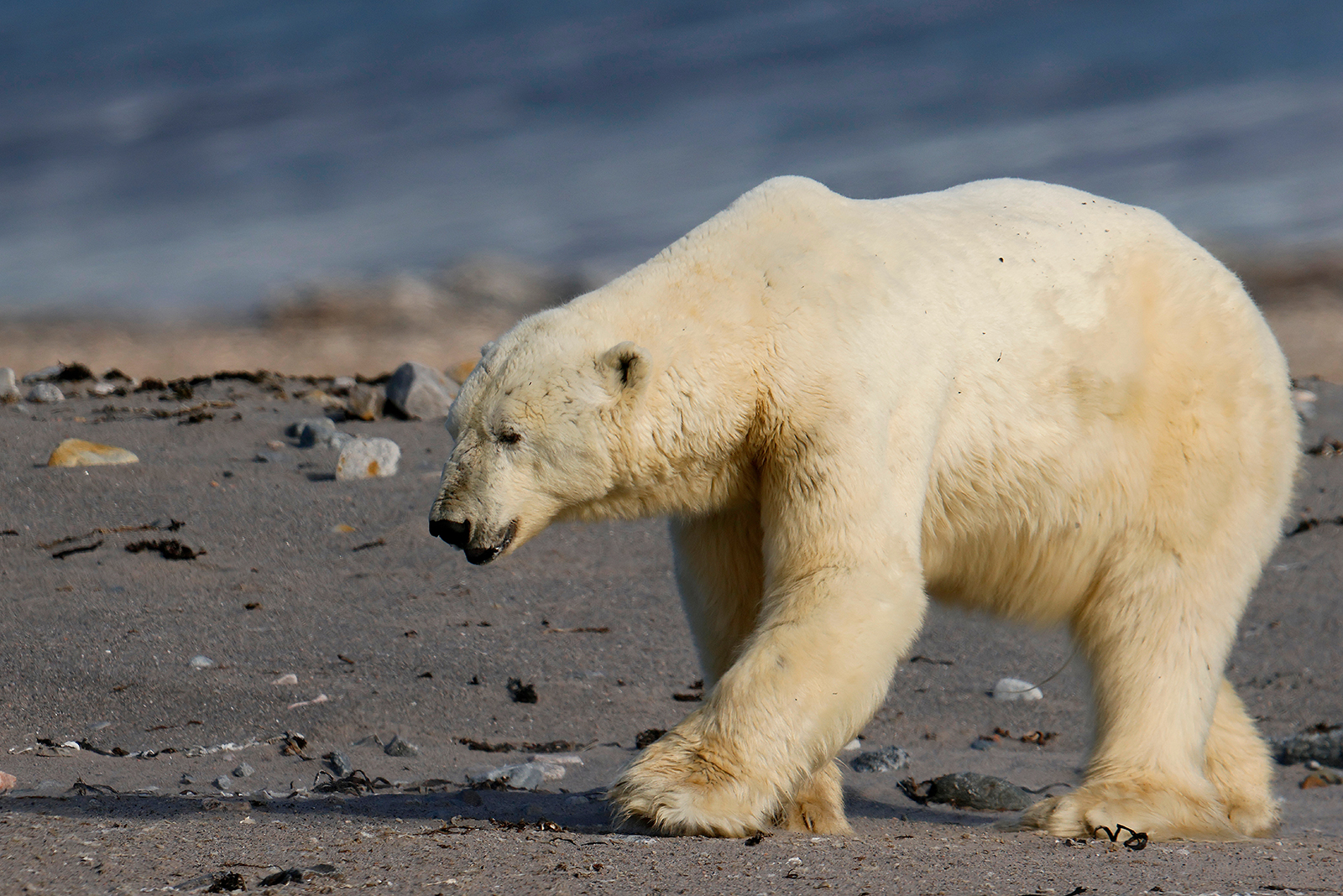 polar bear