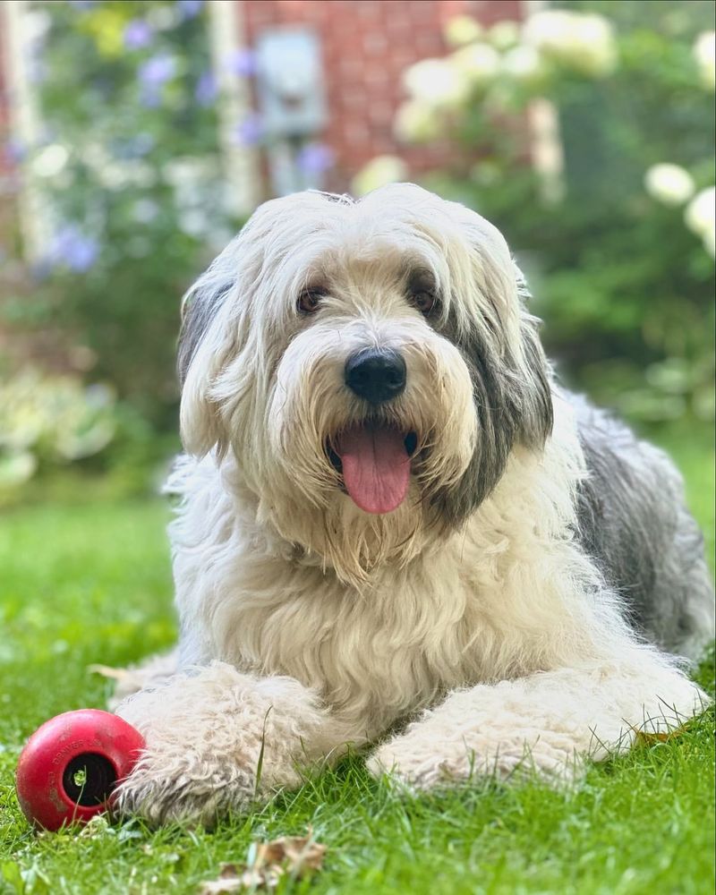 Polish Lowland Sheepdog