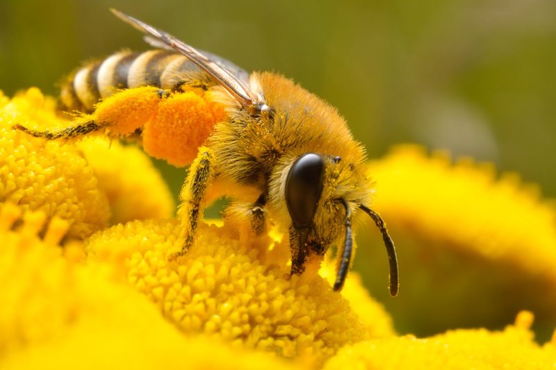 Pollination Powerhouses