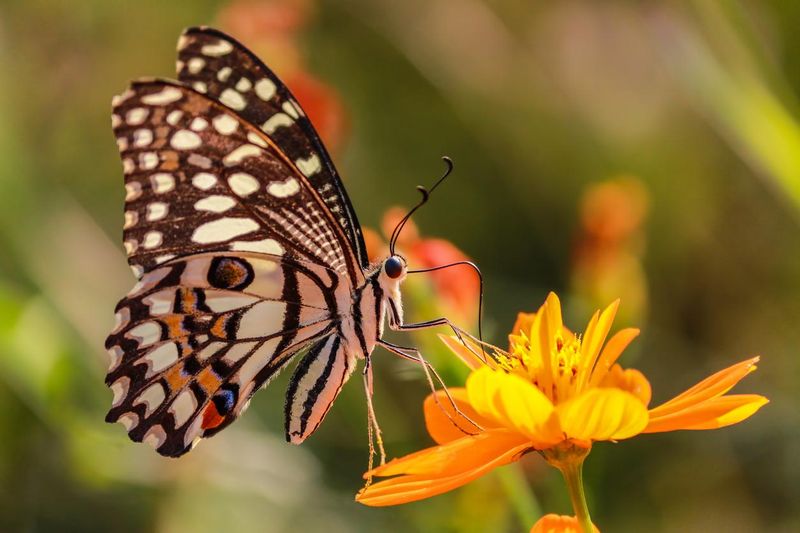 Pollination by Butterflies