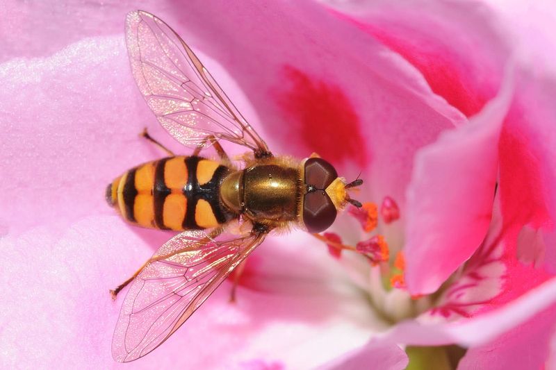 Pollination by Hoverflies