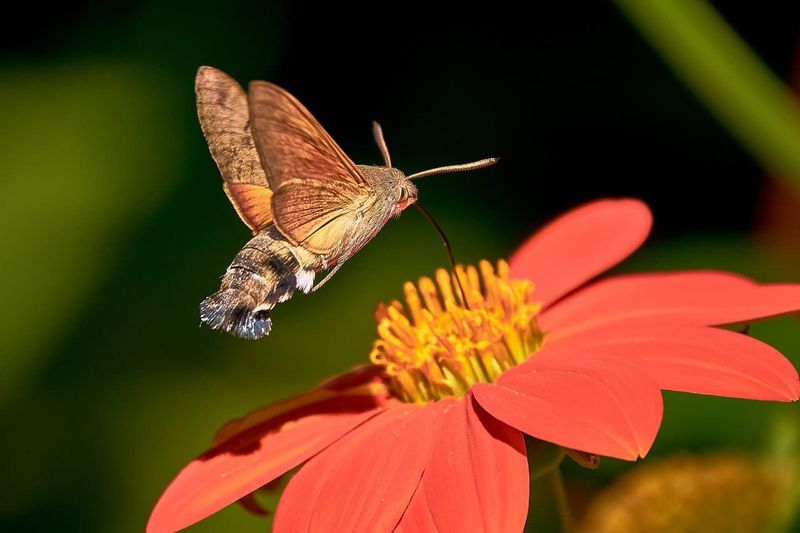 Pollination by Moths