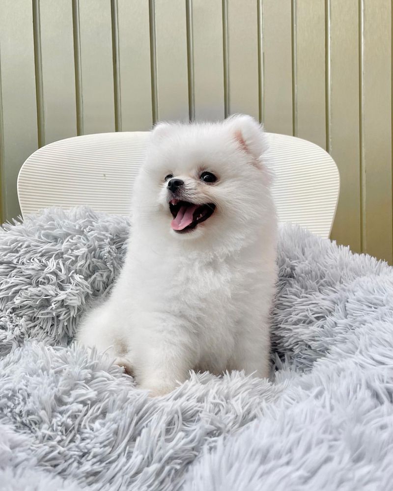 Pomeranian