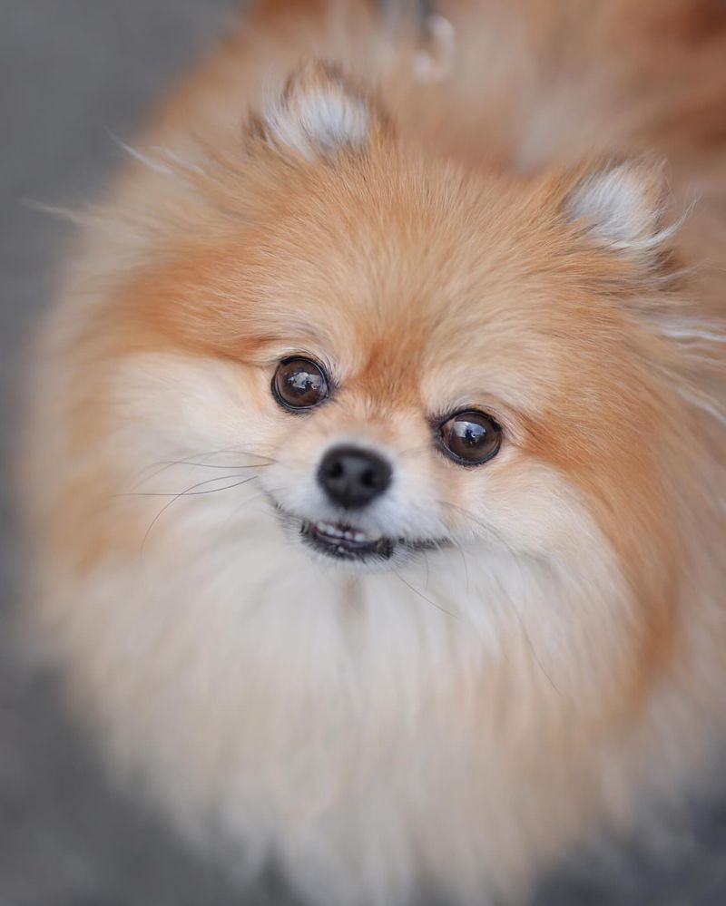 Pomeranian