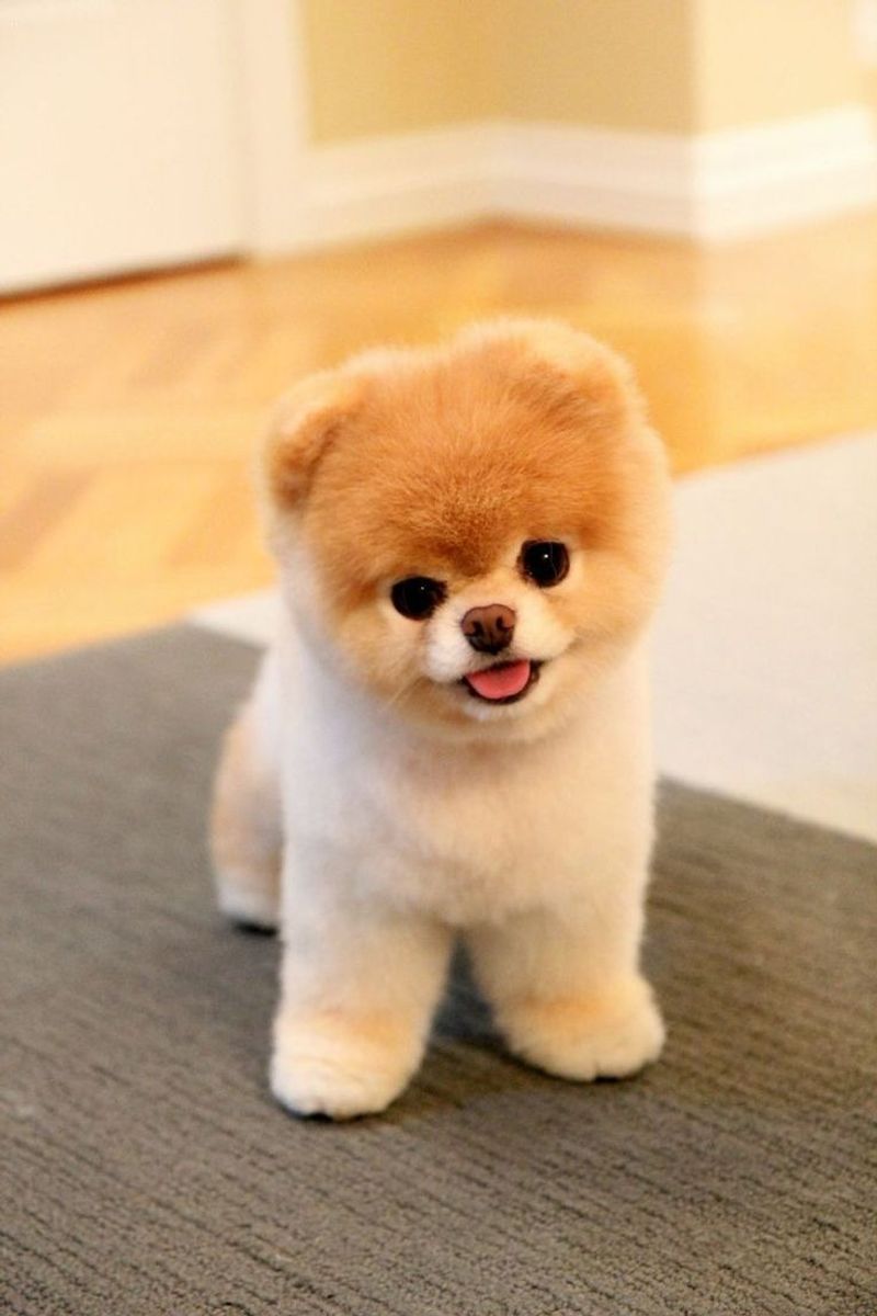 Pomeranian